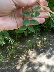 Caragana arborescens