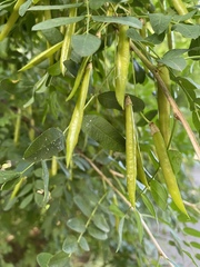 Caragana arborescens
