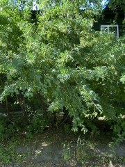Caragana arborescens