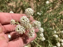Lepidium thurberi