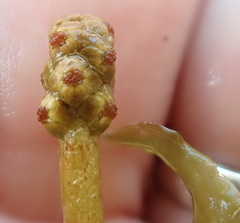 Potamogeton perfoliatus