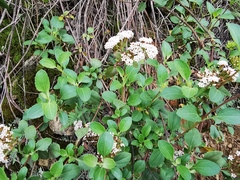 Stevia berlandieri