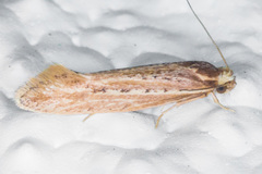 Ypsolopha sp-sw