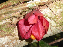 Drymonia coccinea