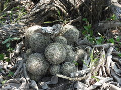 Coryphantha delicata