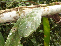 Drymonia coccinea