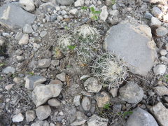 Coryphantha delicata