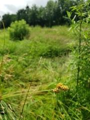 Carex leporina