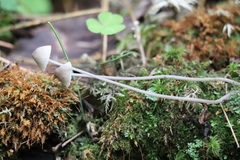 Mycena mirata
