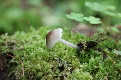 Mycena niveipes