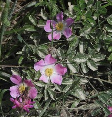 Rosa pendulina