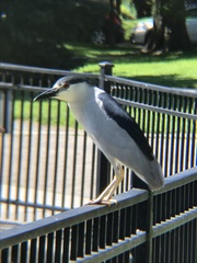 Nycticorax nycticorax