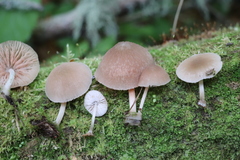 Pluteus semibulbosus