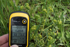 Alchemilla propinqua
