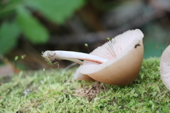 Pluteus semibulbosus