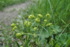 Alchemilla propinqua