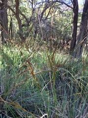 Carex ultra