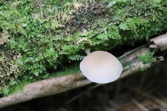 Pluteus semibulbosus