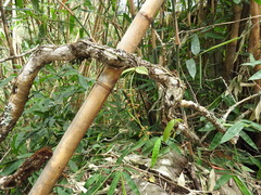 Phalaenopsis difformis