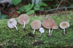 Pluteus semibulbosus