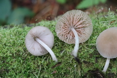Pluteus semibulbosus
