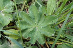 Alchemilla propinqua