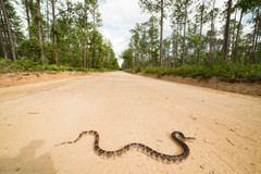 Pituophis melanoleucus mugitus