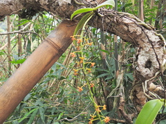 Phalaenopsis difformis