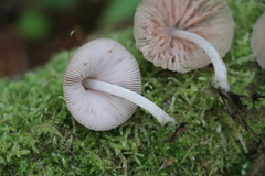 Pluteus semibulbosus