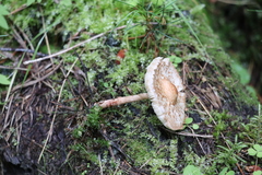 Lepiota echinella