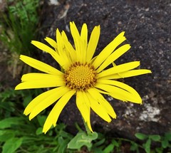 Arctotheca prostrata