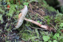 Lepiota echinella