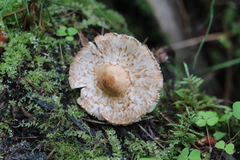 Lepiota echinella
