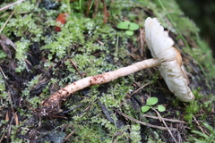 Lepiota echinella