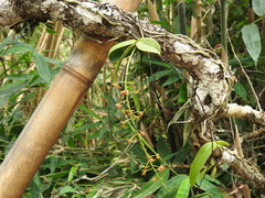 Phalaenopsis difformis