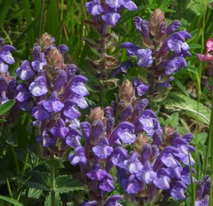Scutellaria alpina