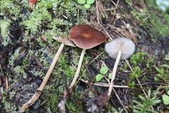 Gymnopus ocior