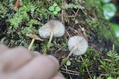 Gymnopus ocior