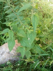 Urtica dioica