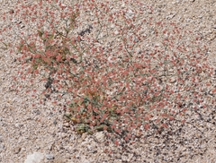 Eriogonum gracillimum