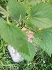Urtica dioica