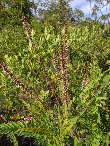 Clusterspike false indigo (Amorpha herbacea)