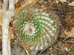 Mammillaria mystax