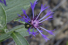 Centaurea montana