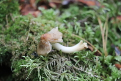 Inocybe mixtilis