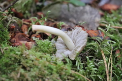 Inocybe mixtilis
