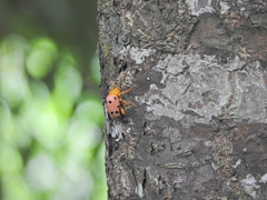 Podontia quatuordecimpunctata
