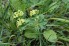 Alchemilla propinqua