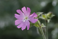 Silene dioica