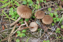 Inocybe lacera